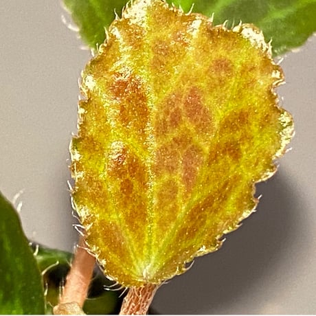 Begonia blancii