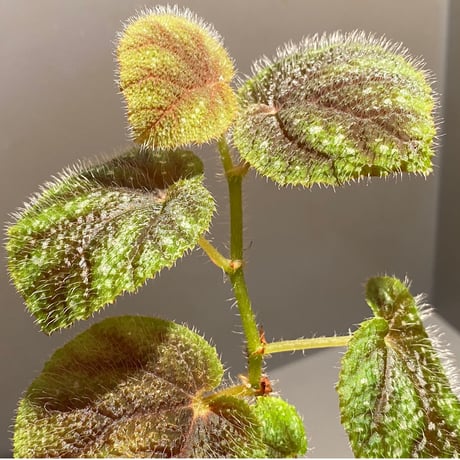 Begonia conipila from  Borneo