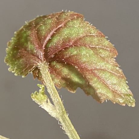 Begonia tenuifolia from Sukasada Bali [S0320-02] 伊藤蟻植物農園