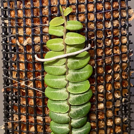Marcgravia umbellata