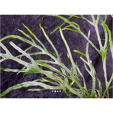 Microsorium sp. from Saripoi [LA0515-02]