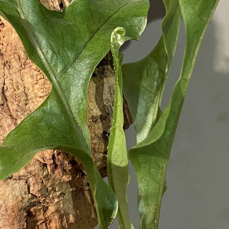 Drynaria bonii from Laos