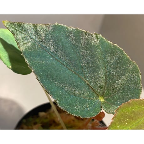 Begonia pavonina from Malaysia