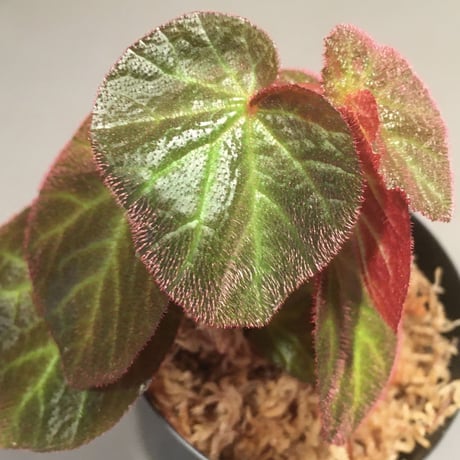 Begonia sp. from Manaus