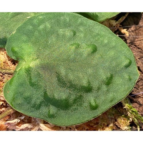 Rhaphidophora sp. from Negros