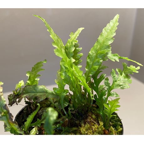 Microsorum sp. Short Dragon Tail