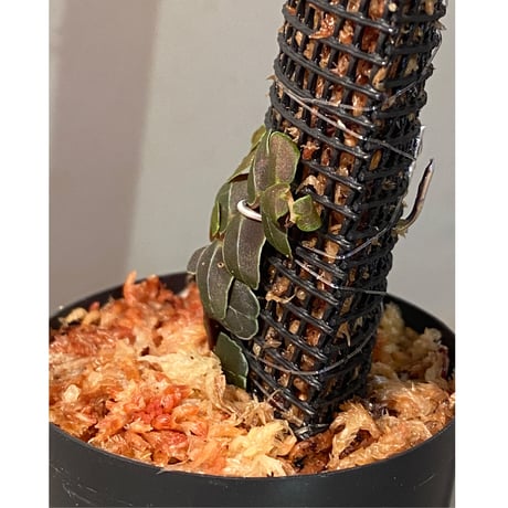 Marcgravia sp. "MELON "
