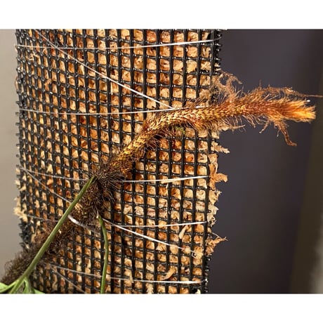 Scyphularia(Davallia) pentaphylla from South Sulawesi 伊藤蟻植物農園