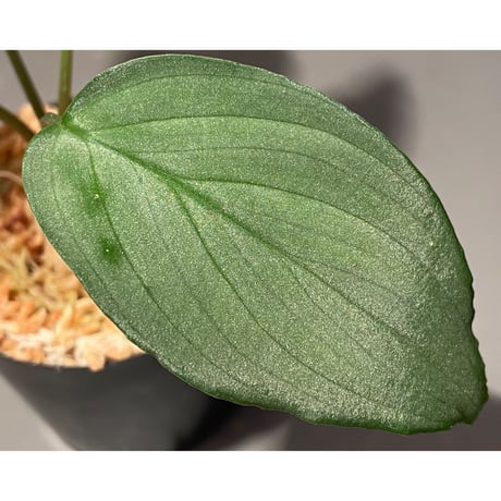 Homalomena sp. "Shirogane" SGR from Pulau Linga [HW1017-XX]