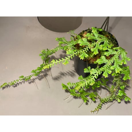 Selaginella sp. from Iquitos Peru [tanakay]