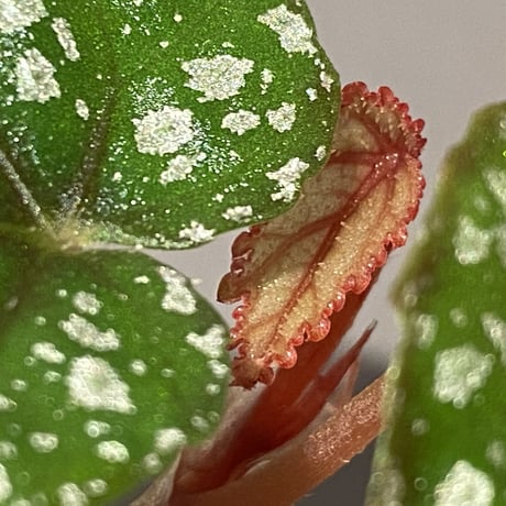 Begonia handelii var. prostrata from Viet Nam