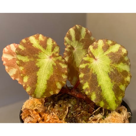 Begonia cleopatrae