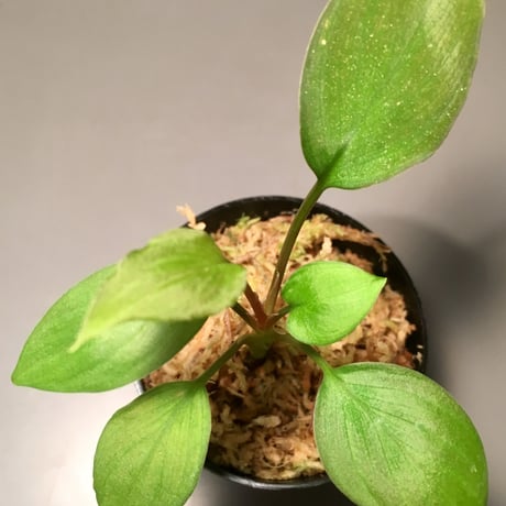 Homalomena sp. from Sekkadau