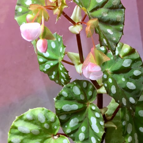 Begonia sp. from Rahad Datu [TK081116-01]