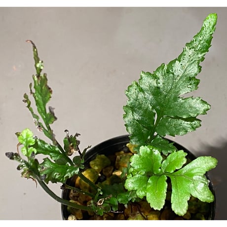 Bolbitis sp. from Siberut [LA]