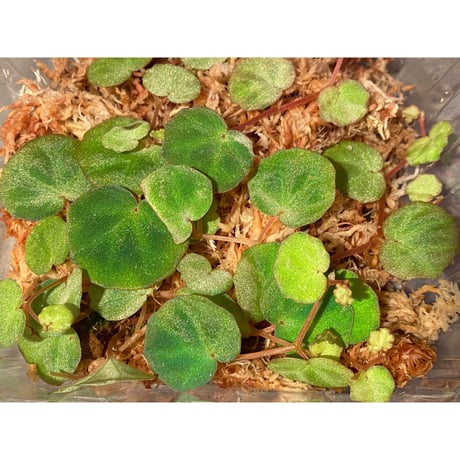 Begonia lichenora (sp.Mini) from Kalimantan Sarawak border [LA]