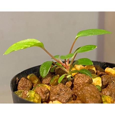 Homalomena sp. from Tambunan [TK200217]