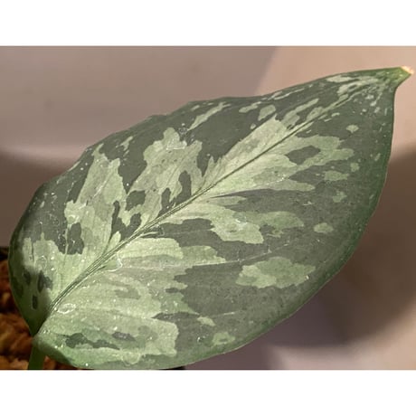 Aglaonema pictum "しるば〜らいん" from Aceh sumatera [LA1118-06b]
