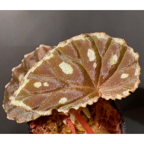 Begonia sp. from Borneo