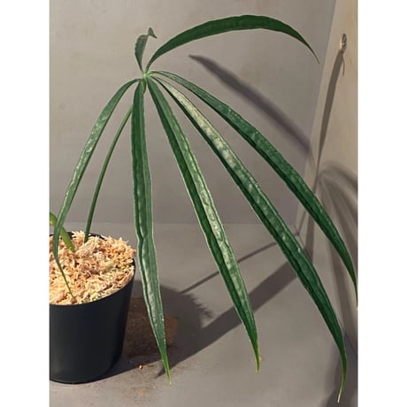 Anthurium aff. eminens