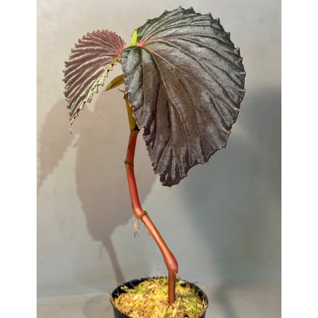 Begonia sp. from Kapuas hulu