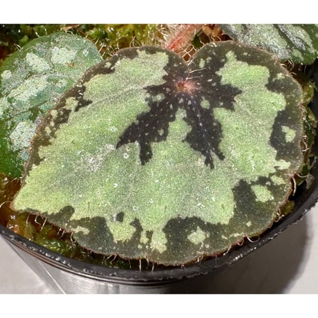 Begonia sp. from Lang Son [YH030519] TK