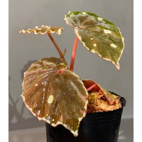 Begonia sp. from Borneo