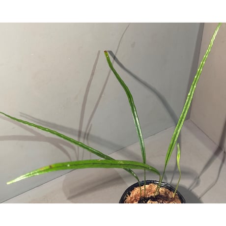 Microsorum sp. 'Type A' from Aceh sumatera ①