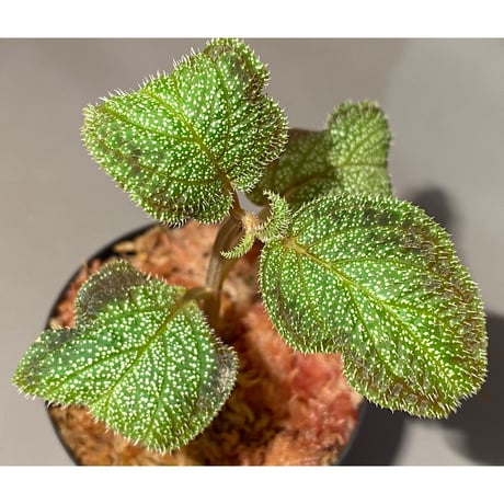 Sonerila sp. from Phitsanulok