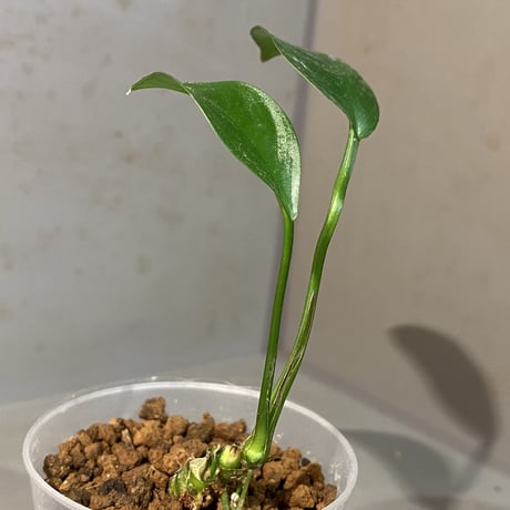 Anubias barteri var.nana (sp.?) "Muyuka Cameroon" 2018年 リオ入荷株 ①
