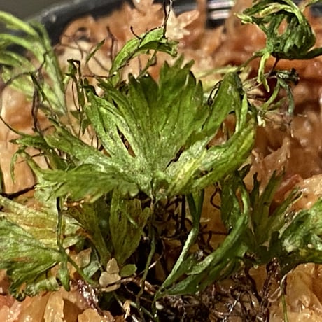 Crepidomanes minutum from Madiun East Java [カミハタ便] ①