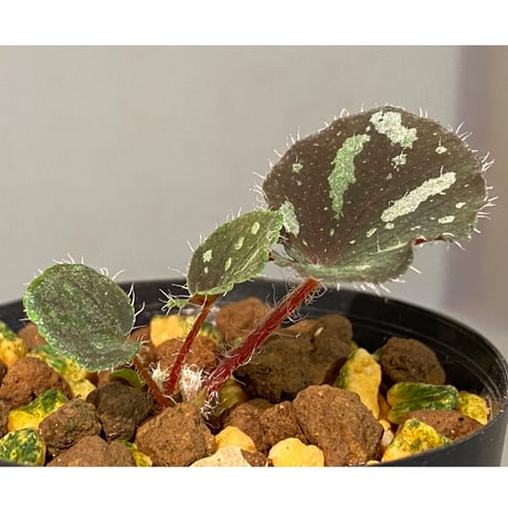 Begonia sp. from Cao Bang [YH251019] TK
