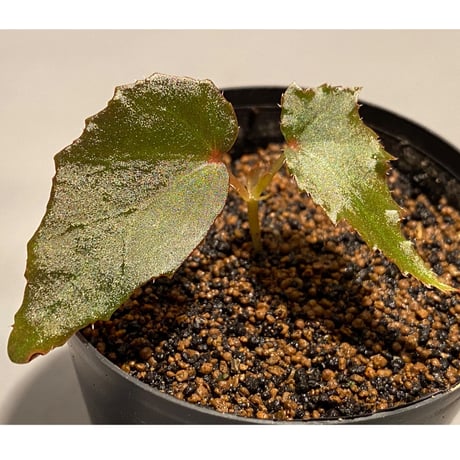 Begonia cf. laruei from Aceh sumatera [LA0216-02]