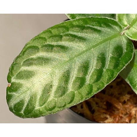 Cosmianthemum sp. "Nanga pinoh" Melawi Kal barat [TB]