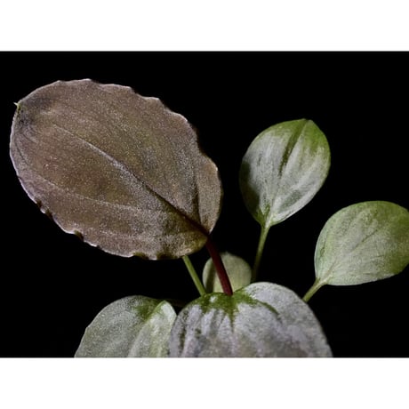 Homalomena sp. from Solok sumatera [LA0315-2]