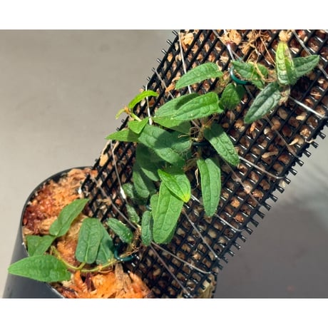 Ficus sp. "Sanggau" Kalimantan barat [TB]