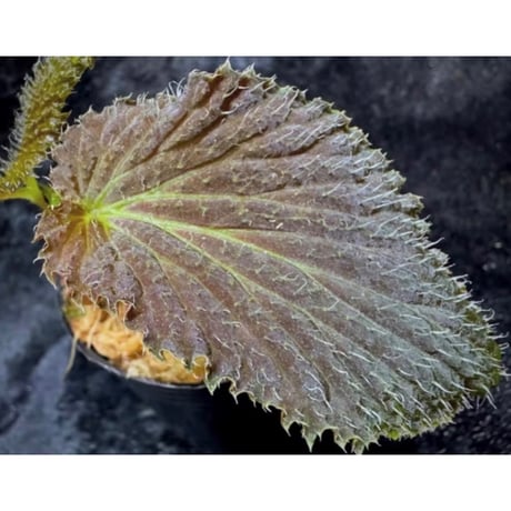 Begonia sp. from Kapuas hulu