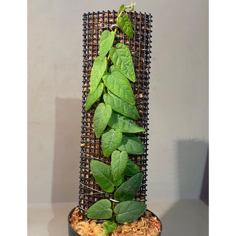 Ficus sp. "Nanga pinoh" [TB]