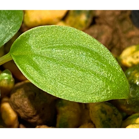 Homalomena sp. from Padang sumatera [LA0117-02]
