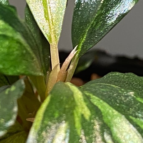 Bucephalandra sp. "Variegata"