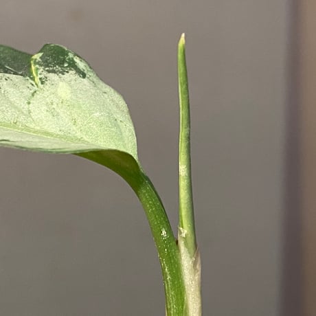 Aglaonema pictum A しるば〜らいん from Aceh sumatera [LA0217-04]