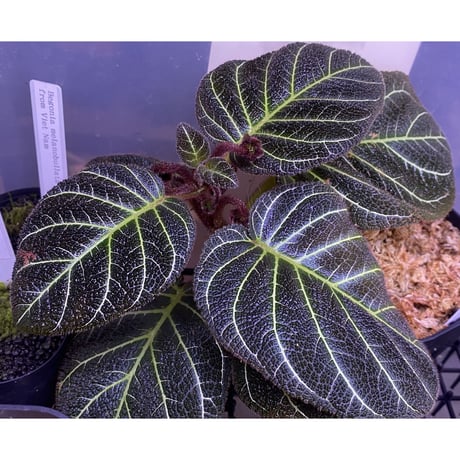 Pearcea hypocyrtiflora from Rio Napo Ecuador [tanakay] 白葉脈