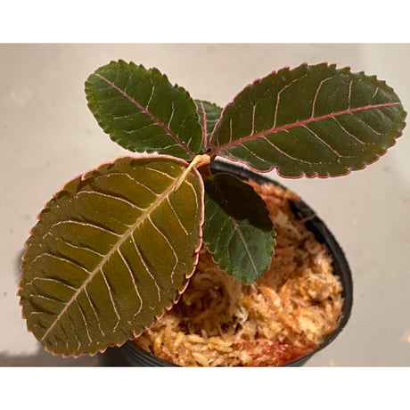 Labisia sp. from Riau Sumatera