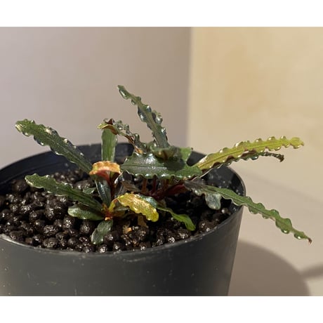 (３芽株) Bucephalandra micrantha "Kayulapis 1" [TB]