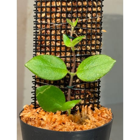 エスキナンサス | STORES