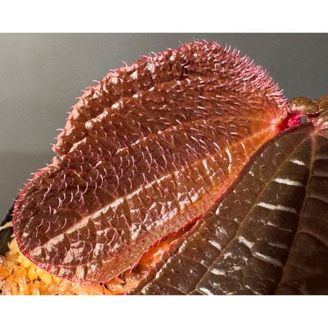 Sonerila sp. from Bukit Biru West Kalimantan
