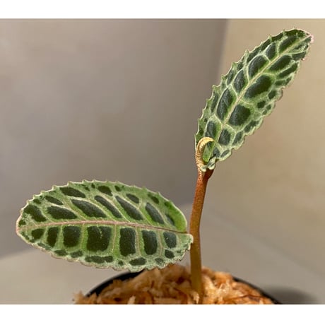 Labisia sp. from Riau sumatera [LA0815-01]