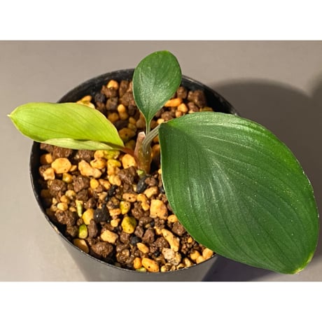 Homalomena sp. Aceh Silver from Aceh sumatera [LA0613-00]