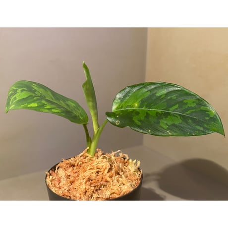Unknown "Pakak" [MF0417-6X]