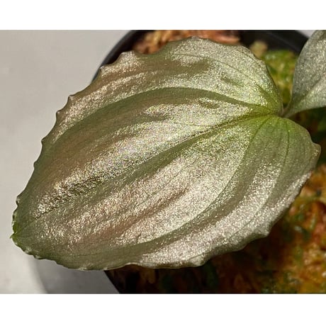 (本タグ付き) Homalomena sp. "Silver Bullet" from Pulau Lingga [AZ0917-1]